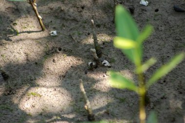 Beyaz Semaphore Yengeci (Ilyoplax delsmani) adlı küçük beyaz bir yengeç, Malezya 'nın Mangrov ormanındaki çamurlu düzlüklerde, Tanjung Piai Yağmur Ormanı' nda