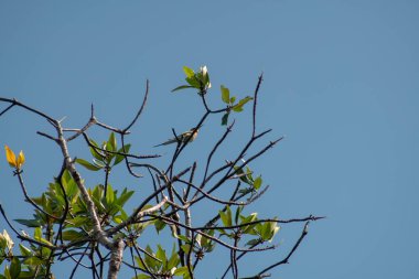Mavi kuyruklu arı yiyici adı verilen güzel renkli kuş mavi gökyüzü arka planına sahip ağaç dalına tünemiş.