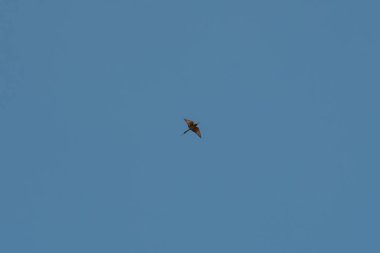 Mavi kuyruklu arı yiyici adı verilen güzel renkli kuş mavi gökyüzünde uçuyor.