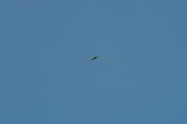 Mavi kuyruklu arı yiyici adı verilen güzel renkli kuş mavi gökyüzünde uçuyor.