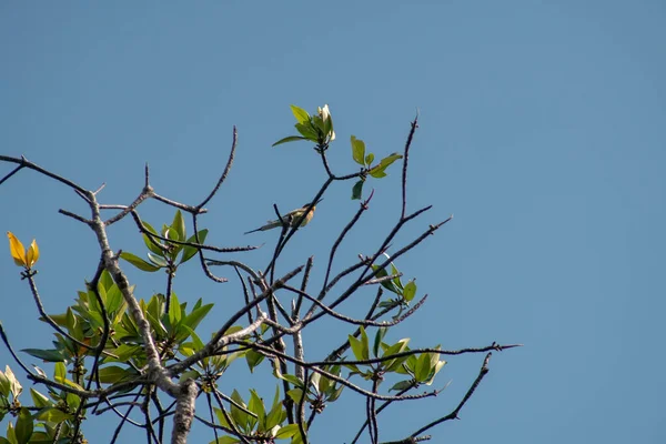 Krásný Barevný Pták Názvem Blue Tailed Včela Jedlík Sedí Větvi — Stock fotografie