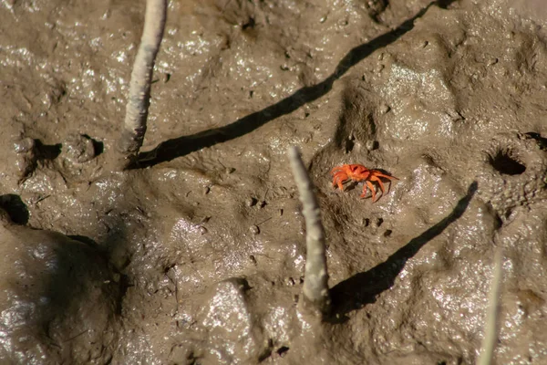 Dekat Orange Fiddler Crab Atau Ghost Crab Berjalan Dataran Lumpur — Stok Foto