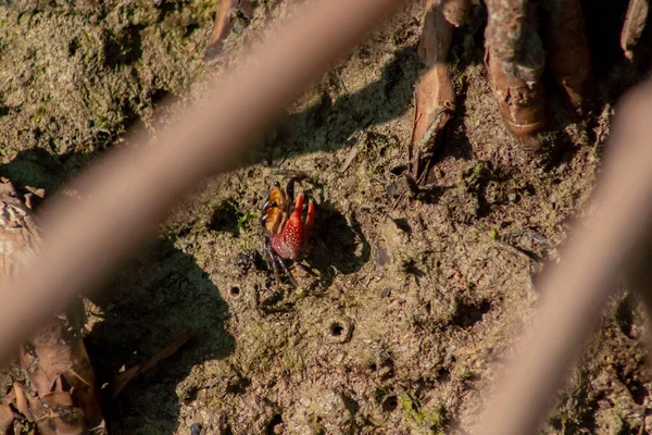 Dekat Fiddler Crab Atau Ghost Crab Berjalan Atas Lumpur Hutan — Stok Foto
