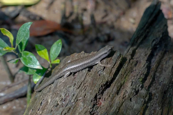 閉じる Common Sun Skink Eutropis Multifasciata マレーシアのタンジュンピアイ国立公園の泥平マングローブの森で日光浴をしていました — ストック写真