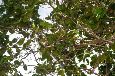 Yapraklardan ve ağaç dallarından oluşan yumuşak odak fotoğrafçılığı