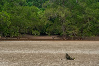 Mangrove Sahili 'nde terk edilmiş balıkçı ağı. Gelgit döneminde. Okyanus kirliliği. Endau, Malezya