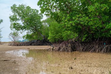 Tropik mangrov orman ağaçları, kökler, pnömatoforlar ve deniz seviyesinin düşük olduğu Endau, Malezya sahillerindeki hava kökleri.
