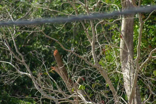 Nyakörv Kingfisher Todiramphus Chloris Madár Eszik Rák Egy Faágon Előtt — Stock Fotó