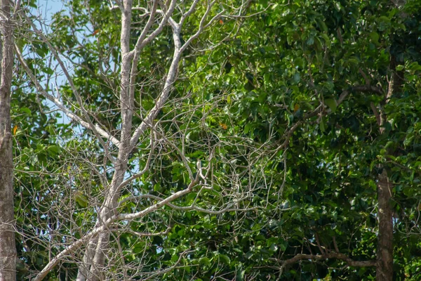 Collared kingfisher (Todiramphus chloris) bird sitting on a tree branch in front of green foliage background. Endau, Malaysia