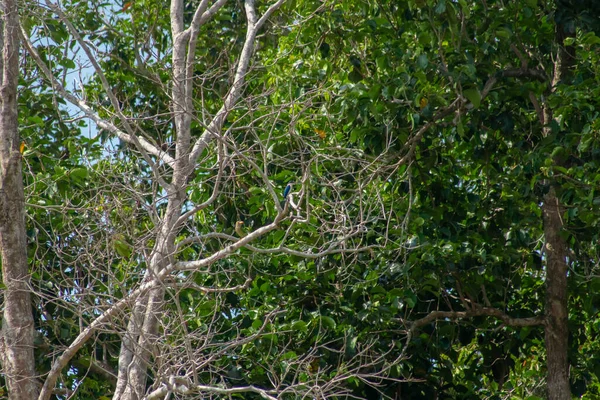 Кольорований Рибалочка Птах Лінеейтед Барбет Їдять Краба Гілці Дерева Перед — стокове фото