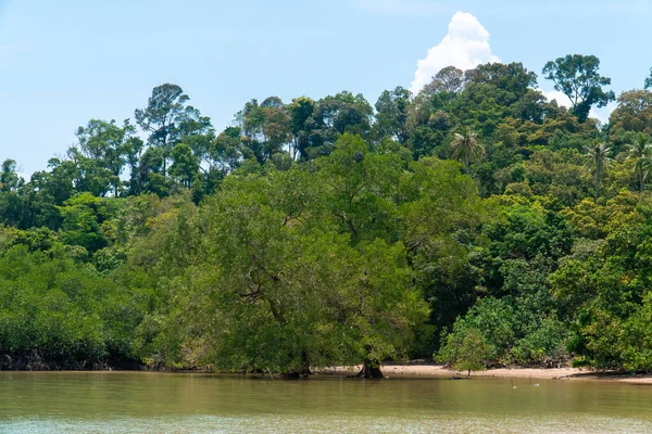 Tropical Trees Mangrove Forest White Sand Beach Cloudy Blue Sky — Φωτογραφία Αρχείου