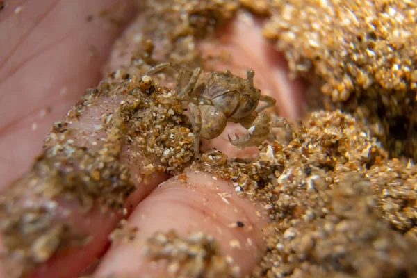 Close up a small ghost crab on hand. Macro photography of a small crab, sea crab, mangrove crab. Malaysia