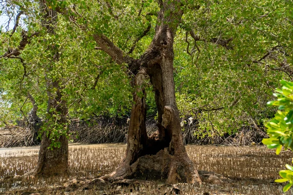 맹그로브 나무는 기포와 공기의 뿌리로 둘러싸여 있습니다 말레이시아의 나무줄기에 — 스톡 사진