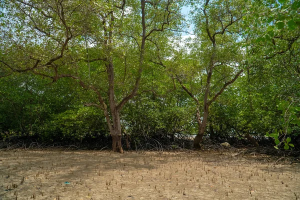 Tropical Mangrove Forest Trees Roots Pneumatophores Aerial Roots Low Tide — 스톡 사진