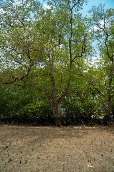 Τροπικά Δένδρα Ρίζες Πνευμονιοφόρα Και Εναέριες Ρίζες Παραλία Χαμηλή Παλίρροια — Φωτογραφία Αρχείου