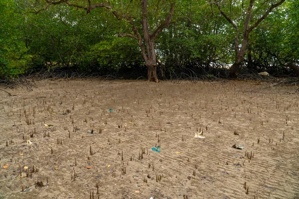 Tropical Mangrove Forest Trees Roots Pneumatophores Aerial Roots Low Tide — 스톡 사진