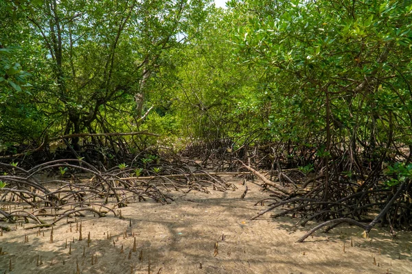 Tropical Mangrove Forest Trees Roots Pneumatophores Aerial Roots Low Tide — 스톡 사진