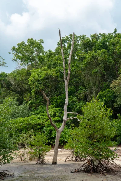 A dead mangrove tree in tropical mangrove forest during low tide period, Endau, Malaysia