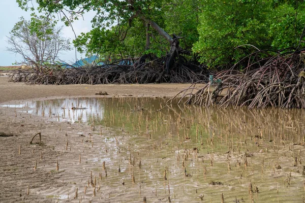 Forêts Tropicales Mangroves Racines Pneumatophores Racines Aériennes Marée Basse Plage — Photo