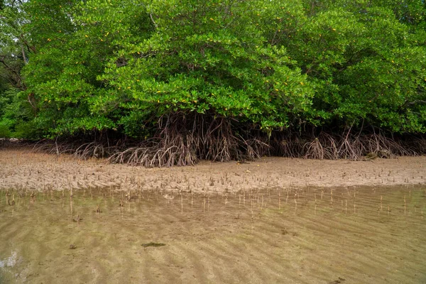 Tropické Mangrovníkové Lesní Stromy Kořeny Pneumatofory Vzdušné Kořeny Při Odlivu — Stock fotografie