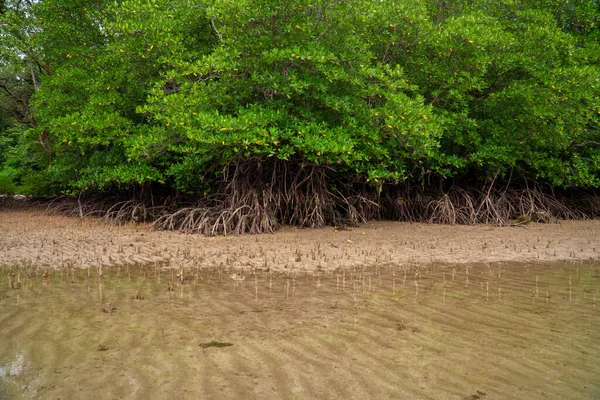 Florestas Tropicais Manguezais Raízes Pneumatóforos Raízes Aéreas Praia Águas Maré — Fotografia de Stock