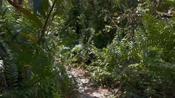 Osobista Perspektywa Chodzenia Ścieżce Zielonym Lesie Punkt Wędrówki Pieszej Szlakiem — Wideo stockowe