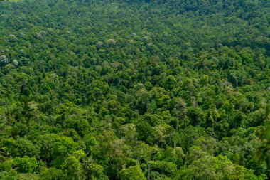 Gökyüzü manzaralı orman ağacı, yağmur ormanı ekosistemi ve sağlıklı çevre konsepti ve arka plan, yukarıdan yeşil ağaç manzarası dokusu.