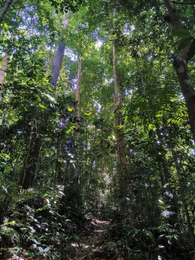 Tropikal ormanda yoğun yapraklar ve ağaçlar. Güneydoğu Asya 'nın derin yağmur ormanlarında yürüyüş yolu, Gunung Panti, Malezya.