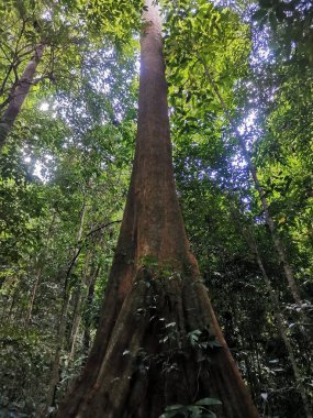 Dev bir yağmur ormanının gövdesinden tepe örtüsüne bakıyorum. Taze yeşil tropikal orman, tepeden orman manzarası. Başının üstündeki uzun ağaçlar, Gunung Panti, Malezya.