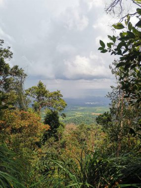 Bulutlu gökyüzü ve sık ağaçlar dallar, çimenler ve yapraklar ön planda, Gunung Panti, Malezya 'nın dağ zirvesinden manzara.