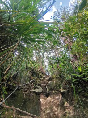 Dağ ormanlarında yürüyüş izleri kayalar ve yoğun tropikal ağaçlar arasındaki taş merdivenler dağın zirvesine giden bir yola çıkıyor. Gunung Panti, Malezya