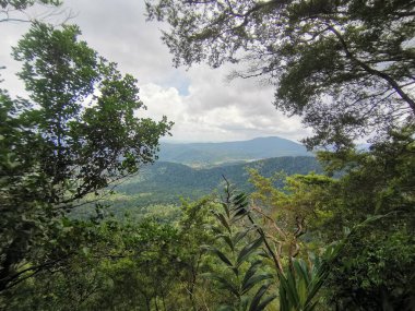 İp ağaca bağlandı ve yağmur ormanlarındaki dağlarda güvenli bir yürüyüş yapmak için kullanıldı. Yürüyüş yapan ya da yürüyüş yapan insanlardan tropik orman veya orman manzarası