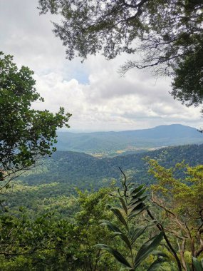 İp ağaca bağlandı ve yağmur ormanlarındaki dağlarda güvenli bir yürüyüş yapmak için kullanıldı. Yürüyüş yapan ya da yürüyüş yapan insanlardan tropik orman veya orman manzarası