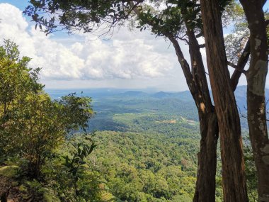 İp ağaca bağlandı ve yağmur ormanlarındaki dağlarda güvenli bir yürüyüş yapmak için kullanıldı. Yürüyüş yapan ya da yürüyüş yapan insanlardan tropik orman veya orman manzarası