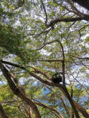 Tropikal yaz ormanlarında dallar, gölgelikler ve taze yapraklar. Doğa arkaplanı