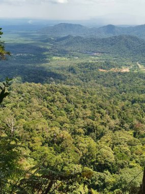 Gökyüzü manzaralı orman ağacı, yağmur ormanı ekosistemi ve sağlıklı çevre konsepti ve arka plan, yukarıdan yeşil ağaç manzarası dokusu.