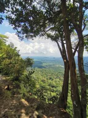 İp ağaca bağlandı ve yağmur ormanlarındaki dağlarda güvenli bir yürüyüş yapmak için kullanıldı. Yürüyüş yapan ya da yürüyüş yapan insanlardan tropik orman veya orman manzarası