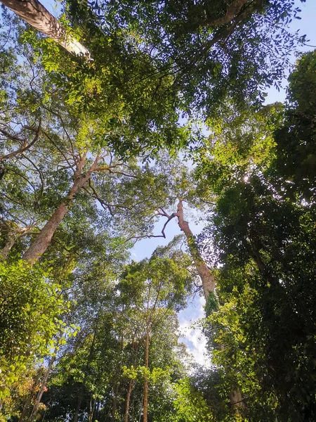 Свіжий Зелений Тропічний Ліс Джунглі Над Головою Високі Дерева Над — стокове фото
