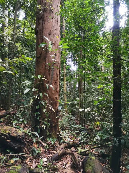 深い熱帯雨林の大きな巨大な木の幹 ジャングルの鬱蒼とした木々 マレーシアのグヌンパンティでのハイキングでの熱帯林の風景 — ストック写真