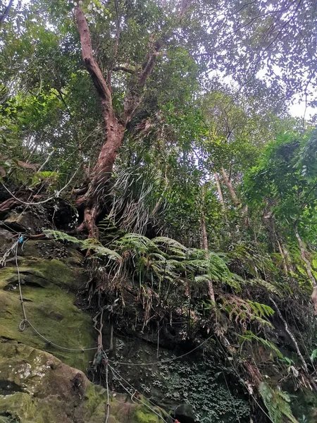 Щільні Тропічні Дерева Папороть Ростуть Моховинній Скелястій Горі Тропічних Лісах — стокове фото