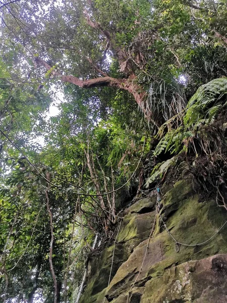 Мотузка Прив Язана Щільних Тропічних Дерев Мохоподібних Порід Походу Вершин — стокове фото