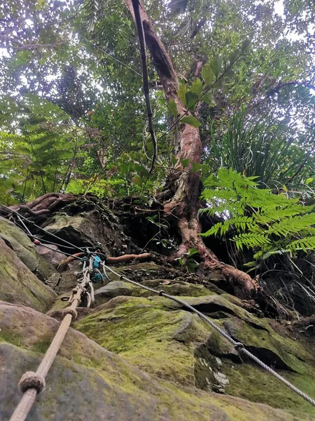 Yoğun Tropikal Ağaçlara Yosunlu Kayalara Bağlı Yağmur Ormanlarındaki Dağlarda Tepe — Stok fotoğraf