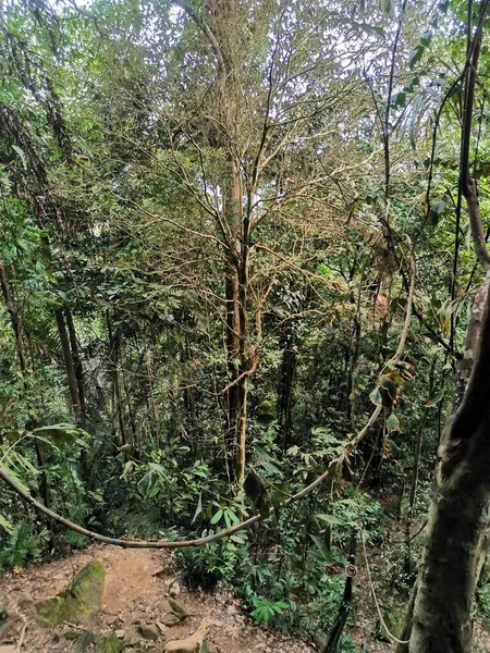 Густий Ліс Дерев Зеленим Листям Джунглях Сцени Тропічних Джунглів Гірському — стокове фото