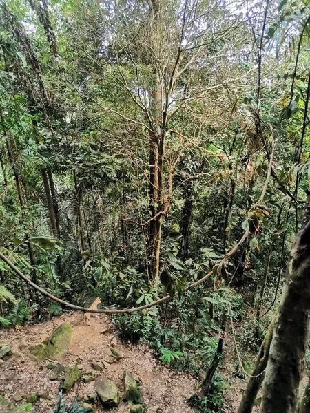 Собака Стоїть Густому Лісі Зеленим Листям Джунглях Сцени Тропічних Джунглів — стокове фото