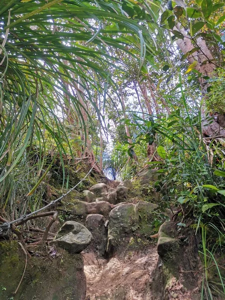 Похід Гірський Ліс Кам Яні Сходи Між Скелями Густими Тропічними — стокове фото
