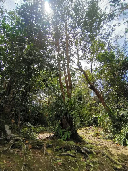 Густе Листя Дерева Коріння Тропічних Джунглях Пішохідна Стежка Глибоких Тропічних — стокове фото