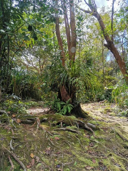 Густе Листя Дерева Коріння Тропічних Джунглях Пішохідна Стежка Глибоких Тропічних — стокове фото
