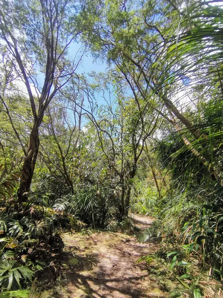 Густе Листя Дерева Тропічних Джунглях Пішохідна Стежка Глибоких Тропічних Лісах — стокове фото