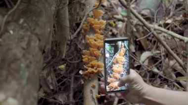 Adam elinde akıllı telefonla tropikal yağmur ormanlarında ağaçta yetişen yabani mantarların fotoğrafını çekiyor. Ormanda veya ormanda yürürken kahverengi mantarları bulan adam.