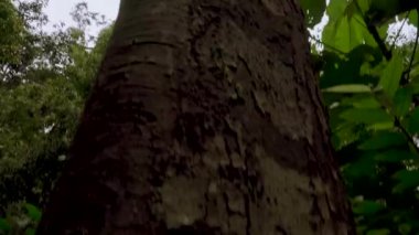 Ormandaki dev ağaca bakıyorum. Ormandaki büyük ağaç gövdesini kaldır. Tropikal yağmur ormanlarındaki büyük bir ağacın alt görüntüsü, Gunung Lambak, Malezya